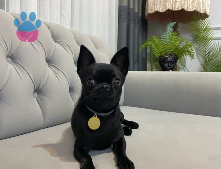 Oğlum Ollie’ye eş arıyorum.