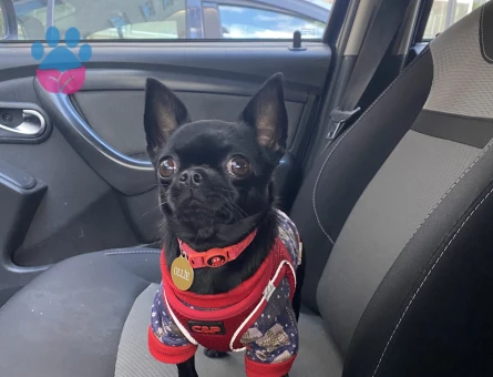 Oğlum Ollie’ye eş arıyorum.