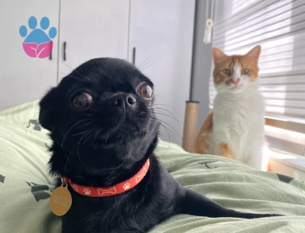 Oğlum Ollie’ye eş arıyorum.