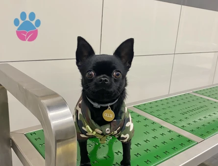 Oğlum Ollie’ye eş arıyorum.