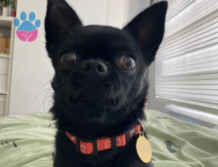 Oğlum Ollie’ye eş arıyorum.