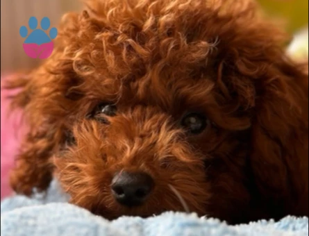 Kızıma eş arıyoruz