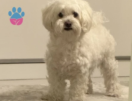 Maltese Terrier