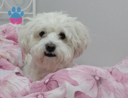 Maltese Terrier