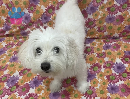 Terrier çiftleştirme erkek