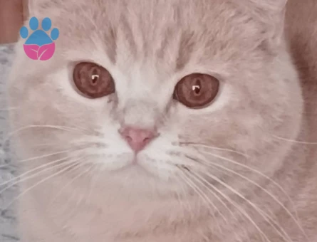 British shorthair kizgin