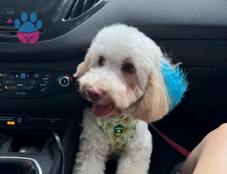 Maltipoo cinsi oğluma eş arıyorum