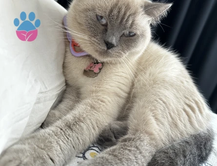 British Blue Point Kızıma Eş Arıyorum