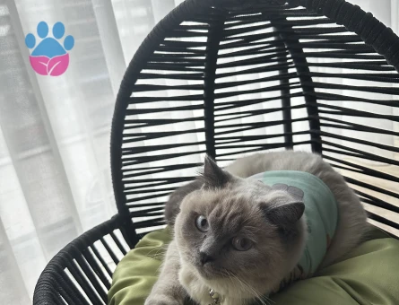 British Blue Point Kızıma Eş Arıyorum