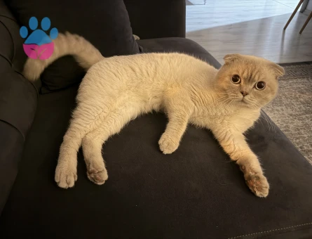 Scottish fold oğlumuza dişi arıyoruz