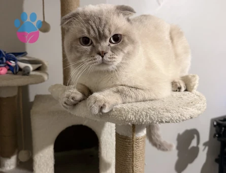 Scottish fold oğlumuza dişi arıyoruz