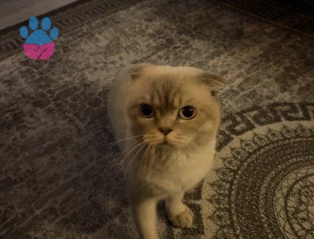 Scottish fold oğlumuza dişi arıyoruz
