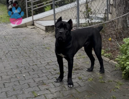 16 aylık erkek cane corso Eş Arıyoruz