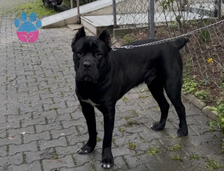 16 aylık erkek cane corso Eş Arıyoruz