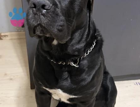 16 aylık erkek cane corso Eş Arıyoruz