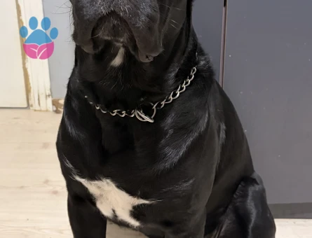16 aylık erkek cane corso Eş Arıyoruz