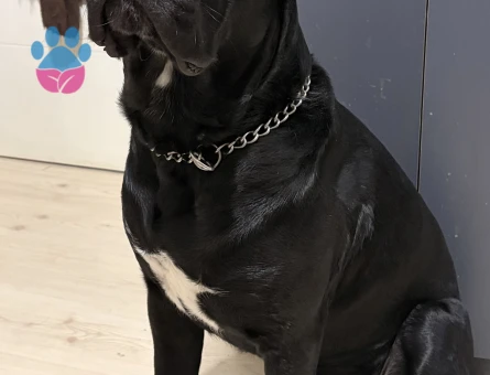 16 aylık erkek cane corso Eş Arıyoruz