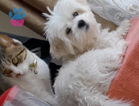 Maltese Terrier 1 Yaşında Efe Eş Arıyor