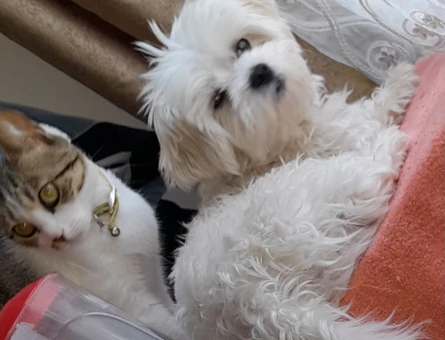 Maltese Terrier 1 Yaşında Efe Eş Arıyor - 118983926