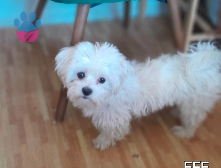 Maltese Terrier 1 Yaşında Efe Eş Arıyor