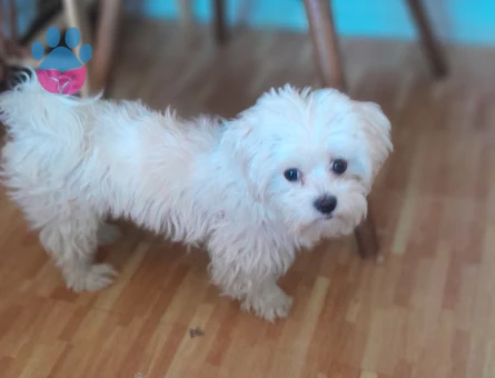 Maltese Terrier 1 Yaşında Efe Eş Arıyor
