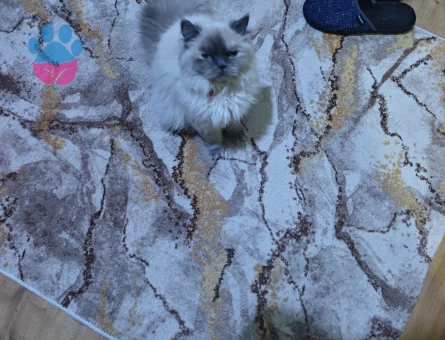Blue point dişi eş arıyoruz.