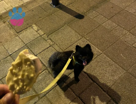 Pomeranian Kızım Eş Arıyor