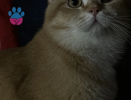 British Shorthair Golden