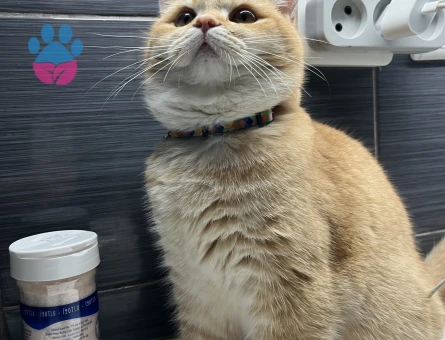 British Shorthair Golden