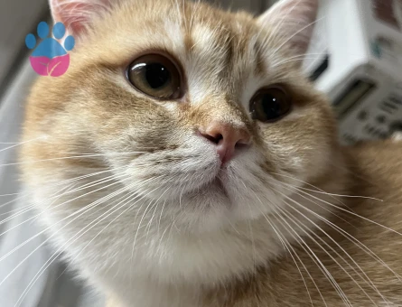 British Shorthair Golden