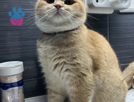 British Shorthair Golden