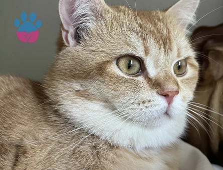 British Shorthair Golden