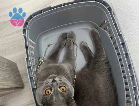 Erkek kedim için dişi kedi arıyorum