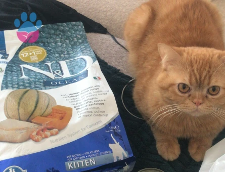 Erkek kedime eş arıyorum