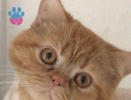 Erkek kedime eş arıyorum