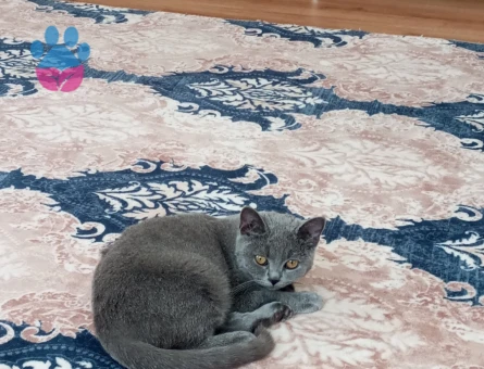 British erkek eş arıyorum