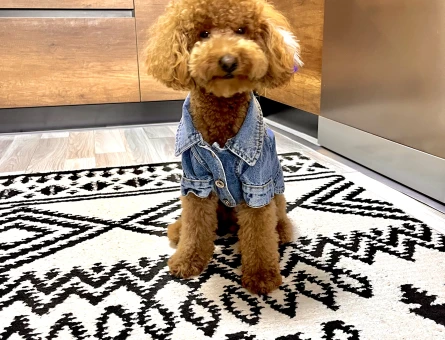 3,5 kg 1,5 yaş Toy poodle oğlumuza eş arıyoruz - 118984249