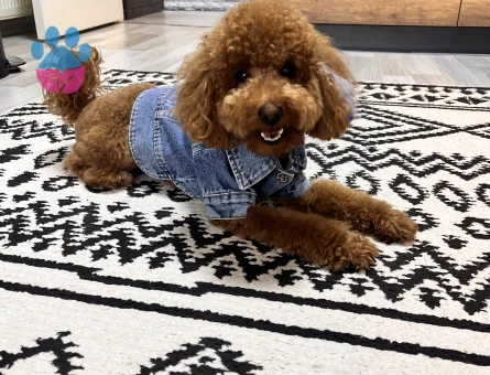 3,5 kg 1,5 yaş Toy poodle oğlumuza eş arıyoruz