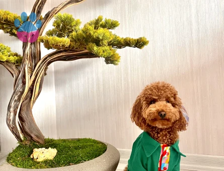 3,5 kg 1,5 yaş Toy poodle oğlumuza eş arıyoruz