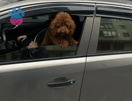 Toy Poodle Pablo Eş Arıyor