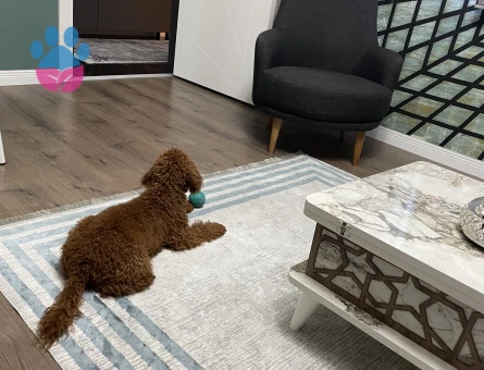 Toy Poodle Pablo Eş Arıyor