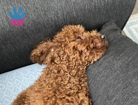 Toy Poodle Pablo Eş Arıyor