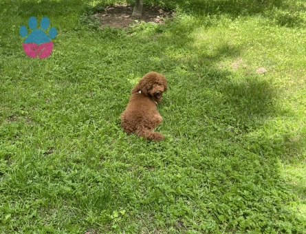 Toy Poodle Pablo Eş Arıyor