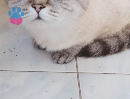 Sütlaç kızıma bir eş arıyorum