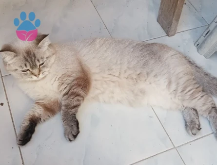 Sütlaç kızıma bir eş arıyorum