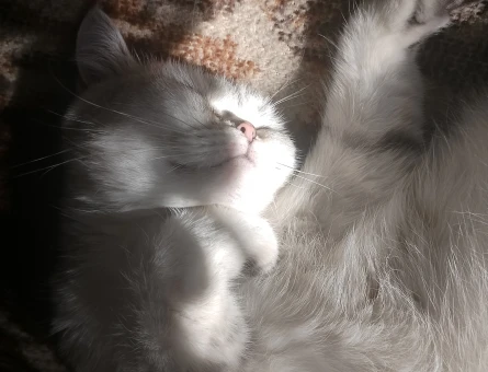 Kayseri British Shorthair 1 Yaşında Eş Arıyor - 118984252