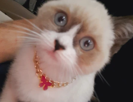 British Shorthair 1 Yaşında Kedim Eş Arıyor - 118984254