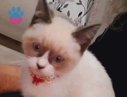 British Shorthair 1 Yaşında Kedim Eş Arıyor