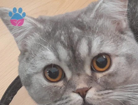 British Shorthair 1 Yaşında Eş Arıyor