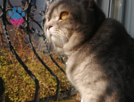 British Shorthair 1,5 Yaşında Eş Arıyor